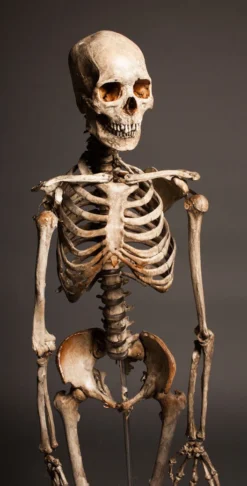 Dapper Cadaver Workshop Crime Scene Skeleton