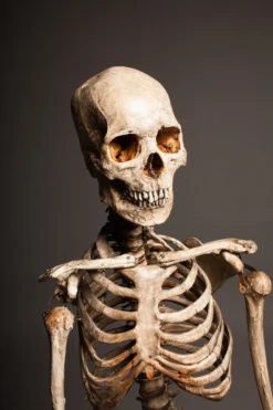 Dapper Cadaver Workshop Crime Scene Skeleton