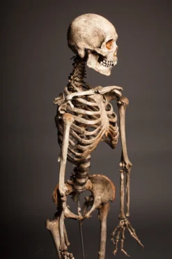 Dapper Cadaver Workshop Crime Scene Skeleton