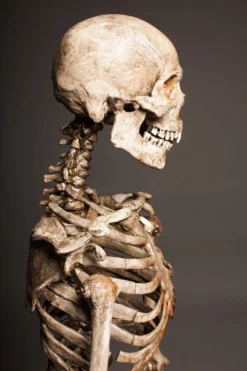 Dapper Cadaver Workshop Crime Scene Skeleton