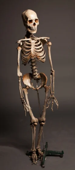 Dapper Cadaver Workshop Crime Scene Skeleton