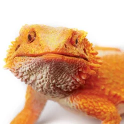 Safari LTD Reptiles, Sealife & More Realistic Rubber Bearded Dragon