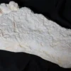 Valley Anatomical Preparations Inc. Halloween Decor Bigfoot Impression Cast