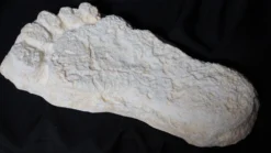 Valley Anatomical Preparations Inc. Halloween Decor Bigfoot Impression Cast