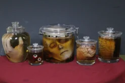 Dapper Cadaver Workshop New Haunt Props Body Parts Shatterproof Specimen Jar Combo