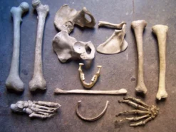 Dapper Cadaver Props Skulls & Skeletons Dozen Assorted Bones Rental - Bleached White