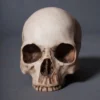 Pacific Trading Budget Skull Cranium Skeletons, Skulls & Bones