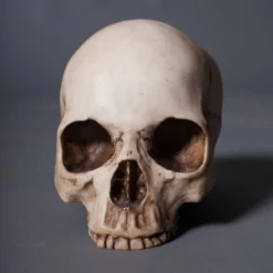 Pacific Trading Budget Skull Cranium Skeletons, Skulls & Bones