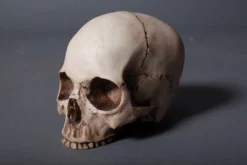 Pacific Trading Budget Skull Cranium Skeletons, Skulls & Bones