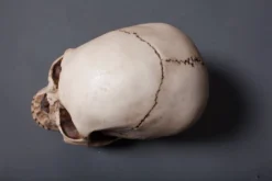 Pacific Trading Budget Skull Cranium Skeletons, Skulls & Bones