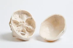 Skeletons And More Harvey The 1st Quality Medical Skull Skeletons, Skulls & Bones