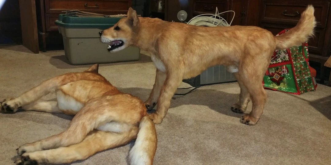 Rachael Lee Goodman Canaan Dog Prop 3 Rachael Lee Goodman Canaan Dog Prop