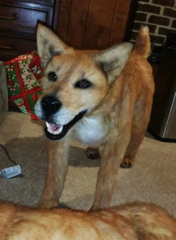 Rachael Lee Goodman Canaan Dog Prop