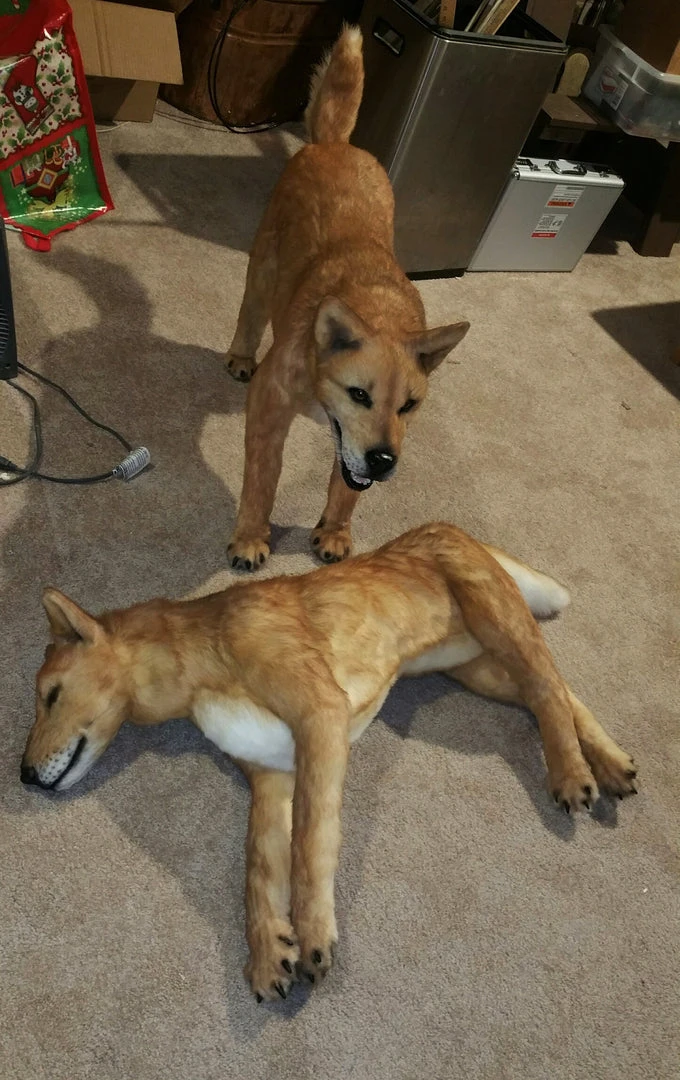 Rachael Lee Goodman Canaan Dog Prop 2 Rachael Lee Goodman Canaan Dog Prop
