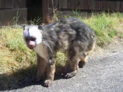 Rachael Lee Goodman Capuchin Monkey Prop - Special Order