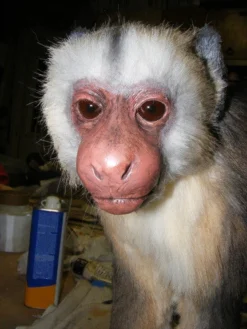 Rachael Lee Goodman Capuchin Monkey Prop - Special Order