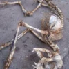 Dapper Cadaver Workshop Dog & Cat Props Natural Cat Skeleton