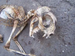 Dapper Cadaver Workshop Dog & Cat Props Natural Cat Skeleton