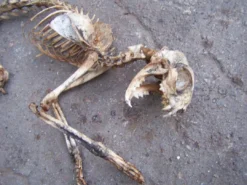 Dapper Cadaver Workshop Dog & Cat Props Natural Cat Skeleton