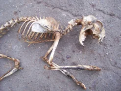 Dapper Cadaver Workshop Dog & Cat Props Natural Cat Skeleton