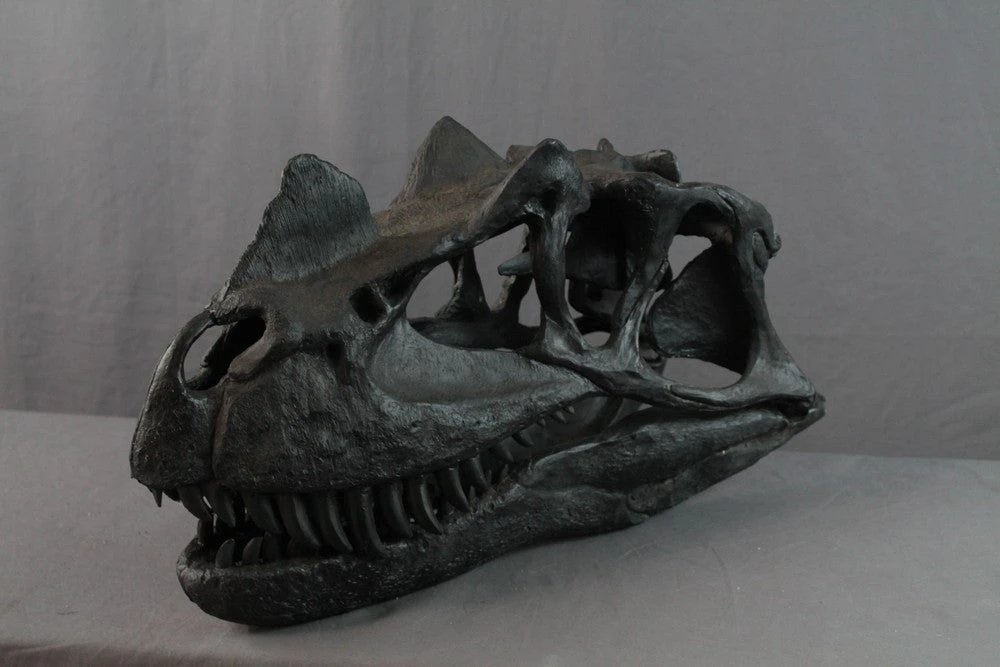 Unique Ceratosaurus Dinosaur Skull Rental 2 Unique Ceratosaurus Dinosaur Skull Rental