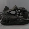 Unique Ceratosaurus Dinosaur Skull Rental
