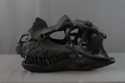 Unique Ceratosaurus Dinosaur Skull Rental