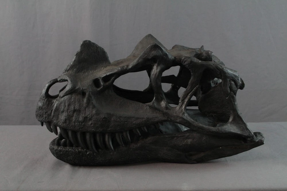 Unique Ceratosaurus Dinosaur Skull Rental 1 Unique Ceratosaurus Dinosaur Skull Rental