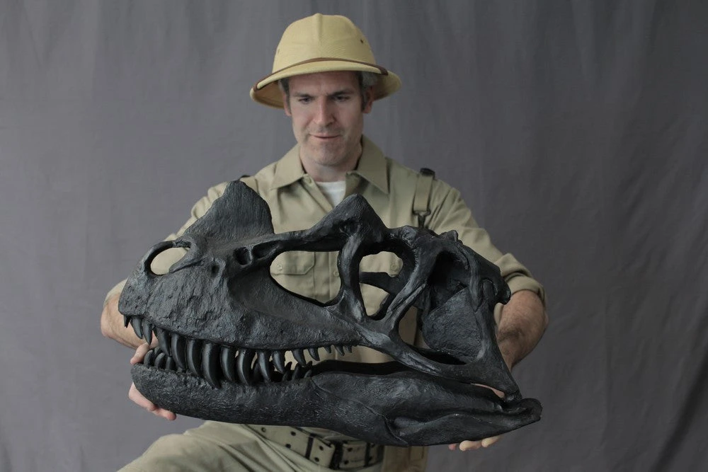 Unique Ceratosaurus Dinosaur Skull Rental 3 Unique Ceratosaurus Dinosaur Skull Rental