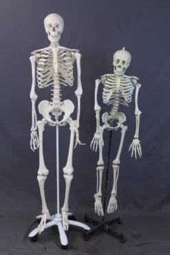 Skeletons And More Skulls & Skeletons Medical Child Size Skeleton Rental