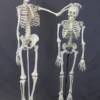 Skeletons And More Skulls & Skeletons Medical Child Size Skeleton Rental