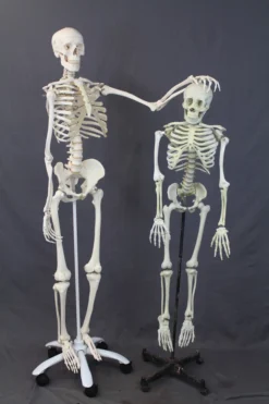 Skeletons And More Skulls & Skeletons Medical Child Size Skeleton Rental