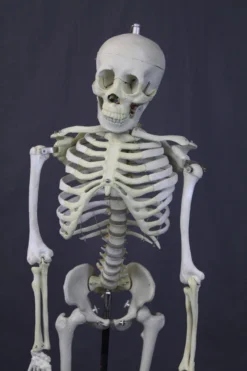Skeletons And More Skulls & Skeletons Medical Child Size Skeleton Rental