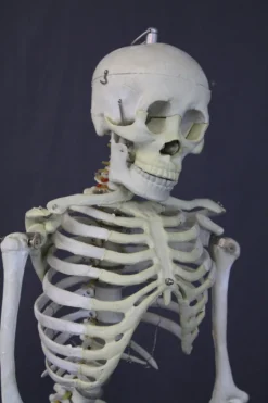 Skeletons And More Skulls & Skeletons Medical Child Size Skeleton Rental