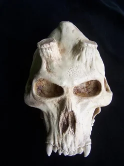 Dapper Cadaver Workshop Chupacabra Skull