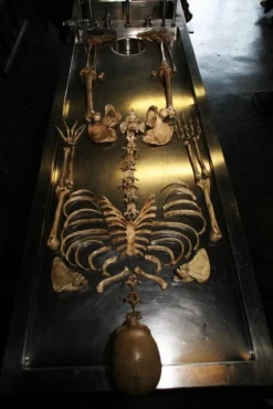 Dapper Cadaver Workshop Skeletons, Skulls & Bones Disarticulated Skeleton With Cast Skull