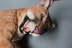 Rachael Lee Goodman Cougar Prop Rental