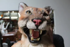 Rachael Lee Goodman Cougar Prop Rental