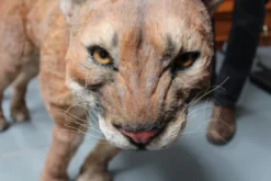 Rachael Lee Goodman Cougar Prop Rental