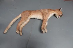 Rachael Lee Goodman Cougar Prop Rental