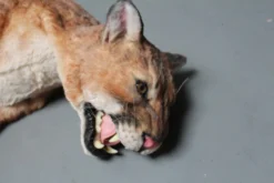 Rachael Lee Goodman Cougar Prop Rental