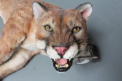 Rachael Lee Goodman Cougar Prop Rental