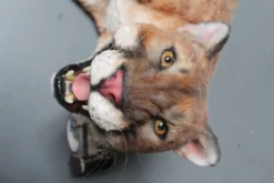 Rachael Lee Goodman Cougar Prop Rental