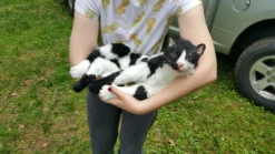 Rachael Lee Goodman Dog & Cat Props Cow Cat Prop - Special Order