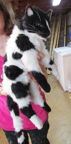 Rachael Lee Goodman Dog & Cat Props Cow Cat Prop - Special Order