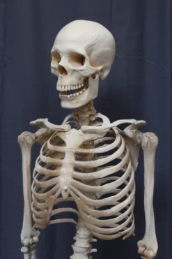 Dapper Cadaver Workshop Crime Scene Skeleton