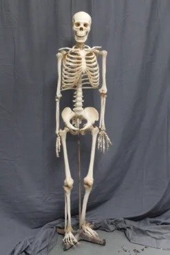 Dapper Cadaver Workshop Crime Scene Skeleton