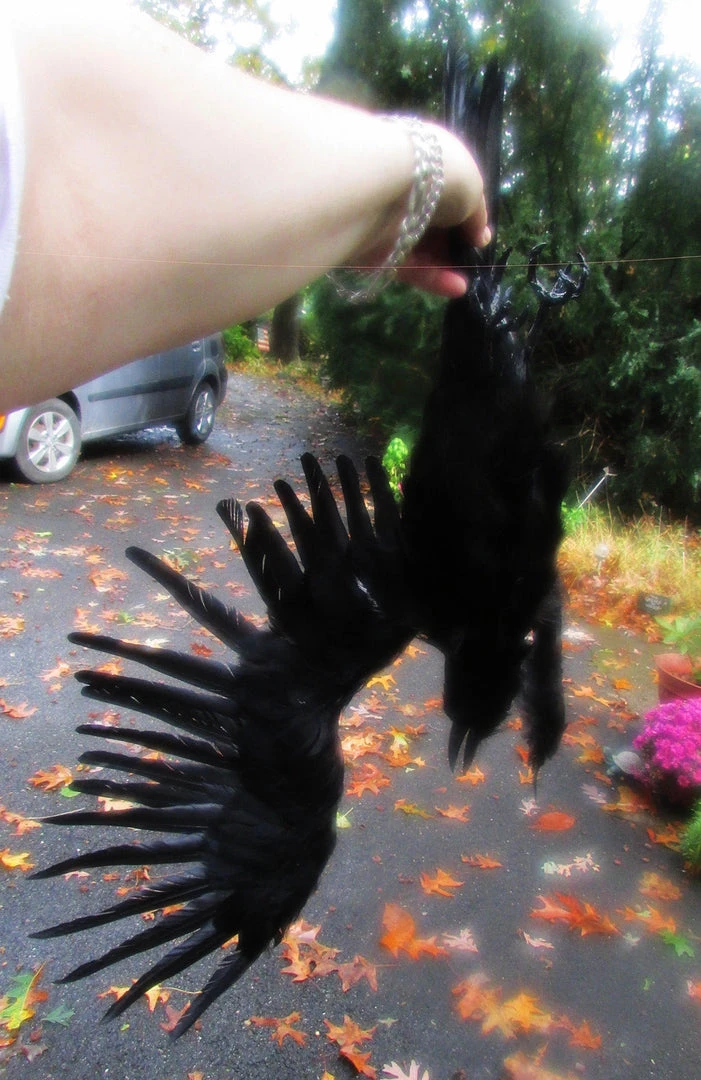 Rachael Lee Goodman Animal Props Replica Dead Crow Prop Rental 6 Rachael Lee Goodman Animal Props Replica Dead Crow Prop Rental