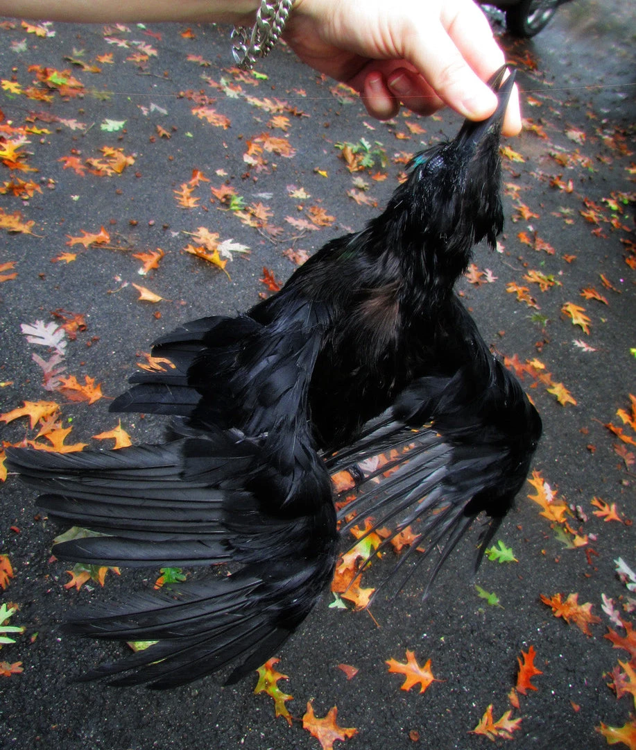 Rachael Lee Goodman Animal Props Replica Dead Crow Prop Rental 5 Rachael Lee Goodman Animal Props Replica Dead Crow Prop Rental