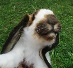 Rachael Lee Goodman Wild Animal Props Lop Eared Rabbit Prop - Special Order